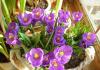 Домашние цветы в горшках: классификация и названия Крестовник роули «зелёные бусы»